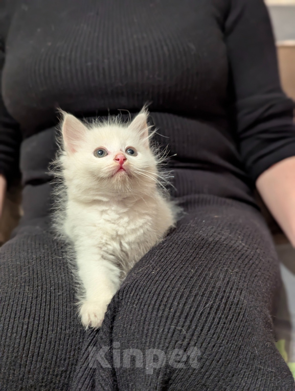 Кошки в других городах Московской области: Котята  1,5 месяца Мальчик, Бесплатно - фото 1
