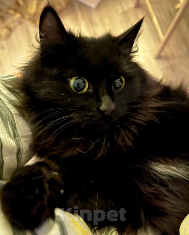 Кошки в Красноярске: В добрые руки новогоднее чудо-кошечку Девочка, Бесплатно - фото 1