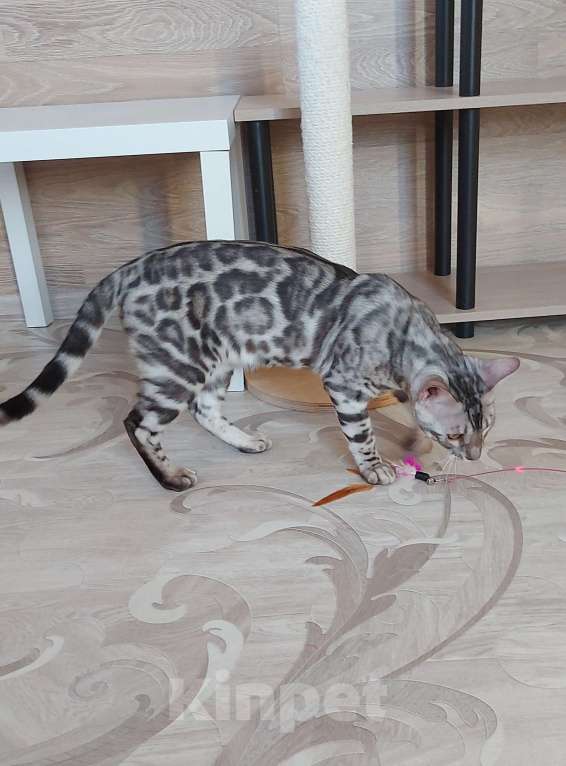 Кошки в Москве: Бенгальские котята серебро  Мальчик, Бесплатно - фото 4
