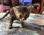 Кошки в Нижнем Новгороде: Кошечка Девочка, 1 000 руб. - фото 1
