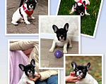 Собаки в Москве: Щенки французского бульдога Девочка, 50 000 руб. - фото 1