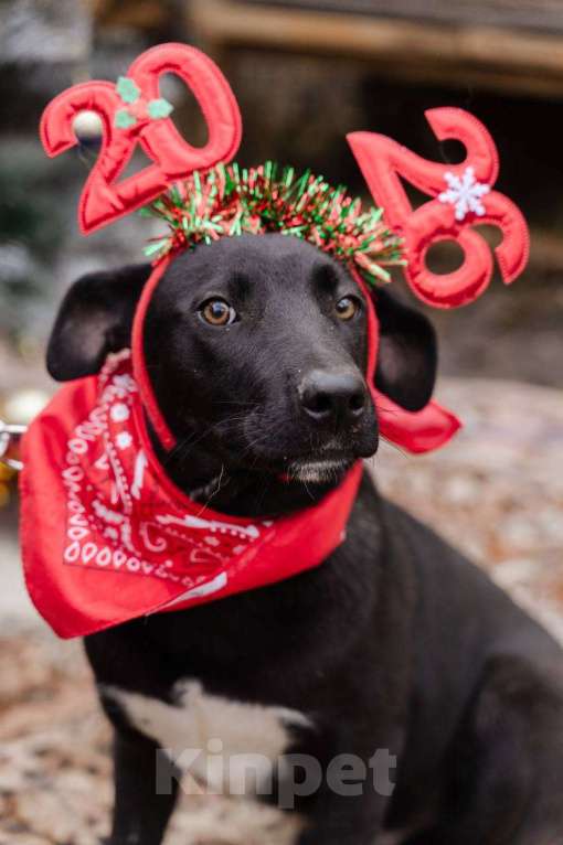 Собаки в Москве: Щенок-подросток ищет дом Мальчик, Бесплатно - фото 4