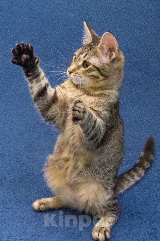 Кошки в Москве: Котенок девочка в добрые руки Девочка, 10 руб. - фото 6