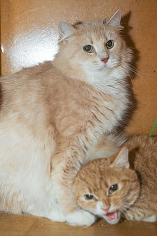 Кошка Снежана ищет дом