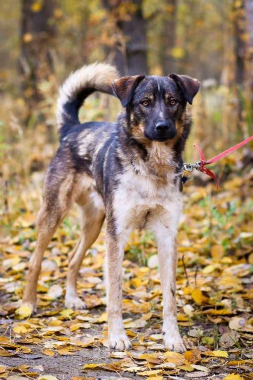 Собаки в Санкт-Петербурге: Добрый, адекватный пёс, друг кошек Мальчик, Бесплатно - фото 3