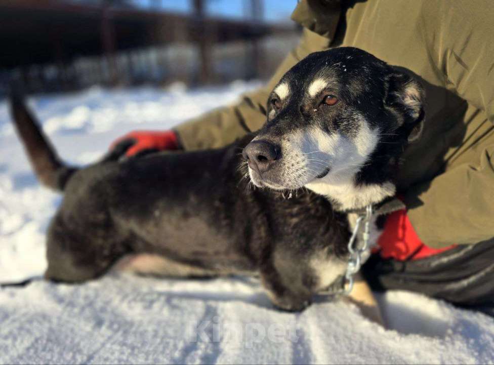 Собаки в Королеве: В поисках дома прекрасная Амели. Девочка, Бесплатно - фото 8