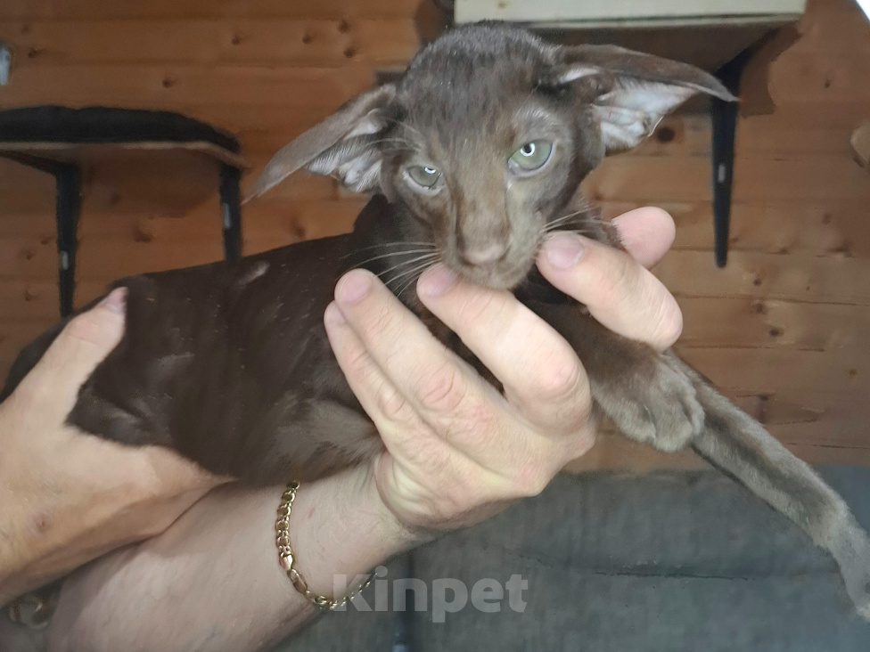 Кошки в Мурманске: Ориентальные котята 😺 Мальчик, Бесплатно - фото 1