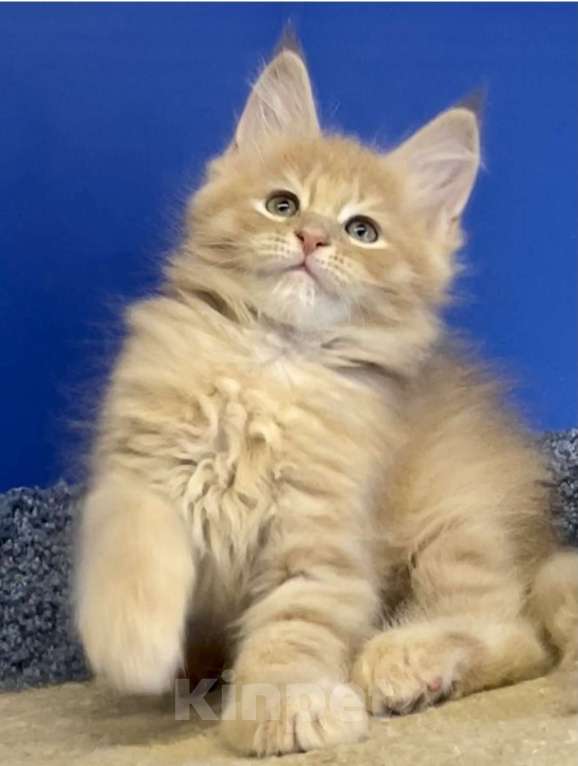 Кошки в Петергофе: Мейн кун котенок Мальчик, 25 000 руб. - фото 1