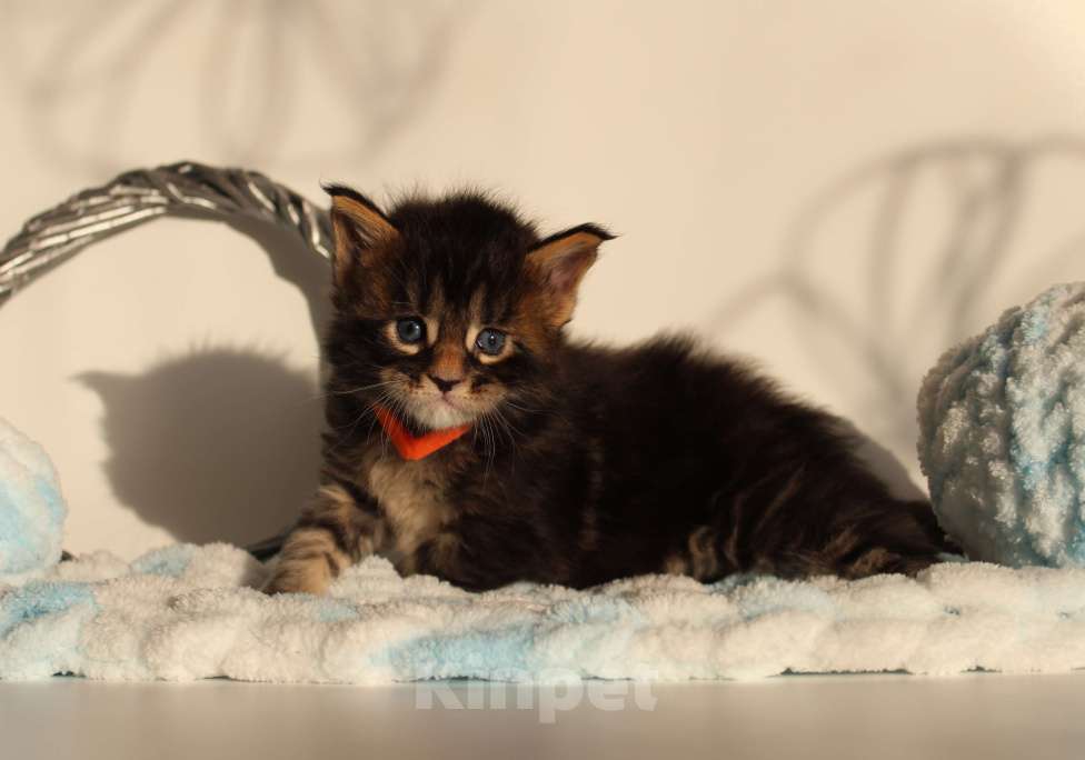 Кошки в Екатеринбурге: Котёнок мейн-кун Сириус Мальчик, 70 000 руб. - фото 2