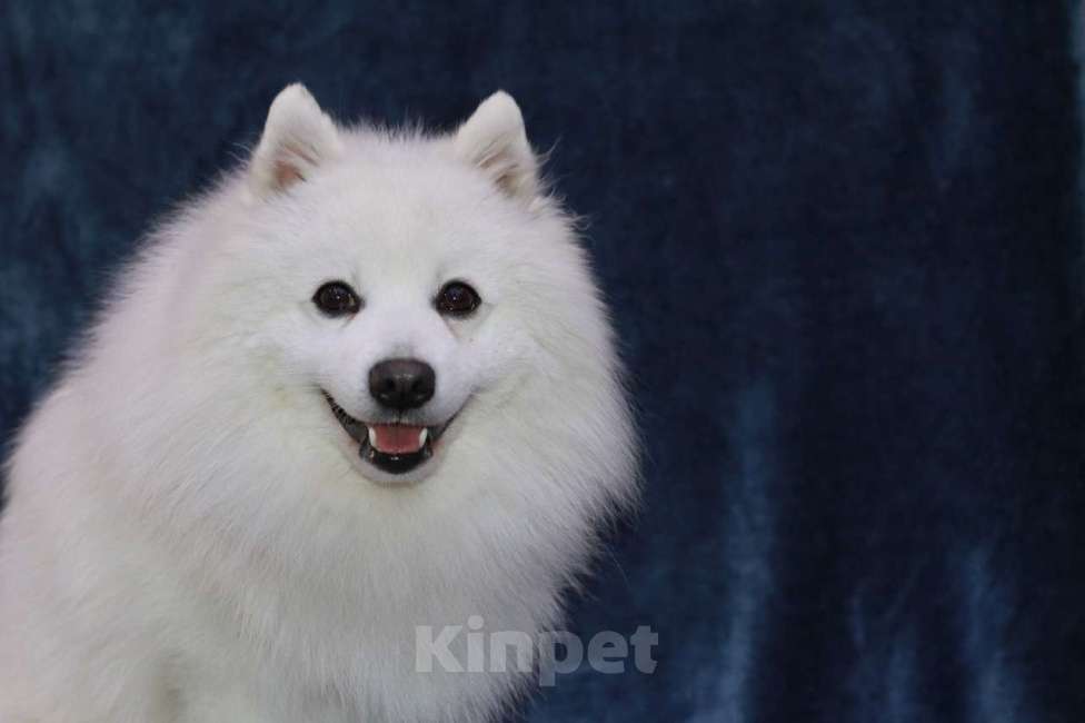 Собаки в Челябинске: Подросток дизайнерской породы Мальчик, 28 000 руб. - фото 3