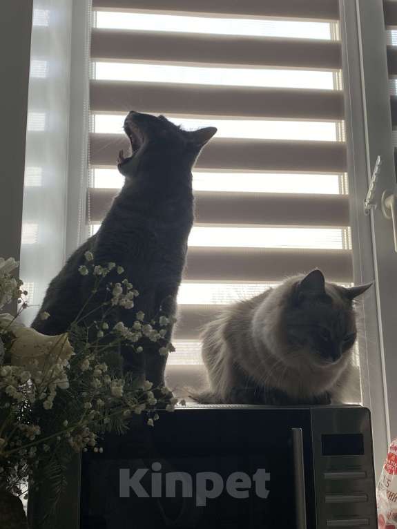 Кошки в Костроме: Отдадим в добрые руки❤️ Мальчик, Бесплатно - фото 4