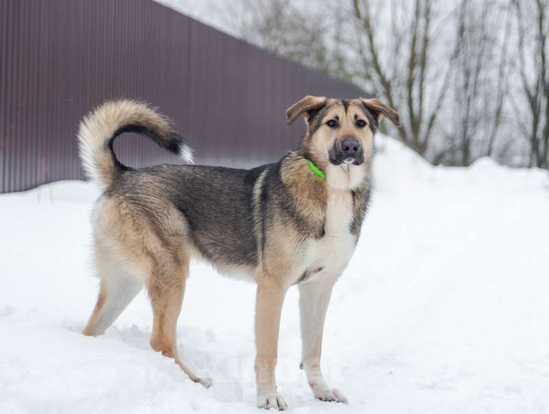 Собаки в Москве: Добрый и ласковый молодой пёс Джек в добрые руки Мальчик, 1 руб. - фото 10