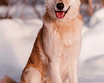 Собаки в Москве: Алтай Мальчик, 10 руб. - фото 3