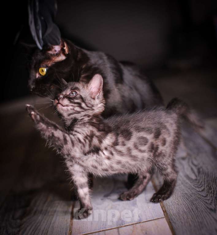 Кошки в Москве: Черный бенгал пантерка Девочка, 60 000 руб. - фото 8