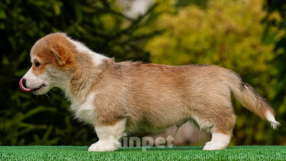 Собаки в Воронеже: Щенок вельш корги пемброк — GRISHA WOLF Мальчик, 100 000 руб. - фото 9