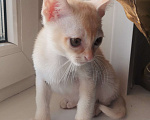 Кошки в Красноярске: Бурманский котик Мальчик, 35 000 руб. - фото 3