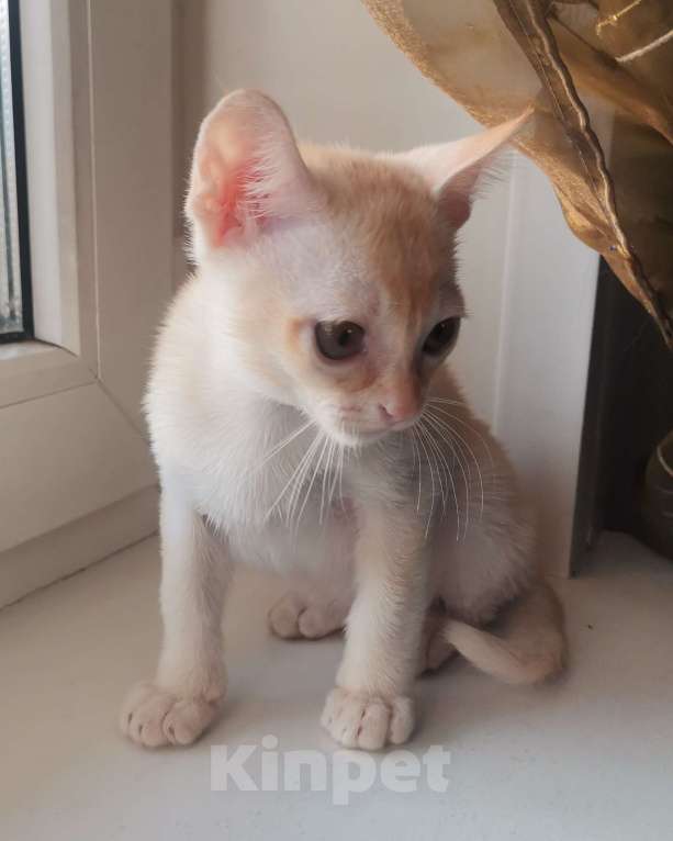 Кошки в Красноярске: Бурманский котик Мальчик, 35 000 руб. - фото 3