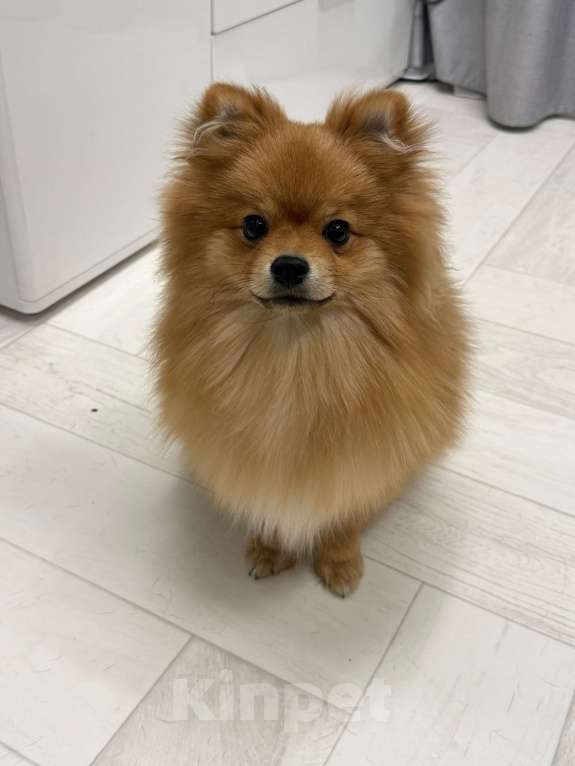 Собаки в Воронеже: Продам щенка породы померанский шпиц Мальчик, 15 000 руб. - фото 4
