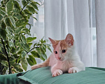 Кошки в Москве: Котенок в добрые руки. Мальчик, Бесплатно - фото 1