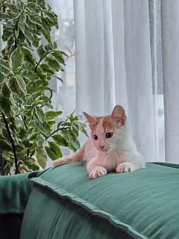 Котенок в добрые руки.