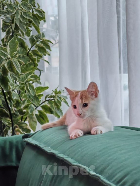 Кошки в Москве: Котенок в добрые руки. Мальчик, Бесплатно - фото 1