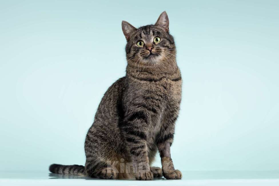 Кошки в Москве: Ищет дом шикарный, молодой кот Капитан! Ласково — Тоша Мальчик, 10 руб. - фото 7