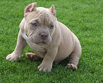 Собаки в Твери: Булли щенок Мальчик, Бесплатно - фото 1