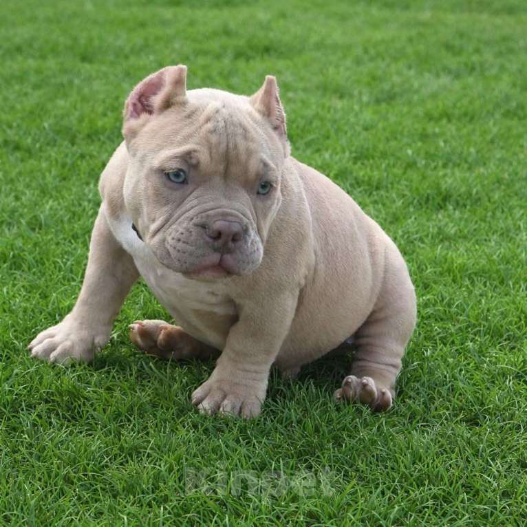 Собаки в Твери: Булли щенок Мальчик, Бесплатно - фото 1