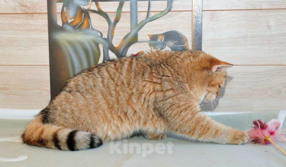 Кошки в Рыбинске: Британский золотой зеленоглазый мальчик 6 мес Мальчик, 20 000 руб. - фото 4