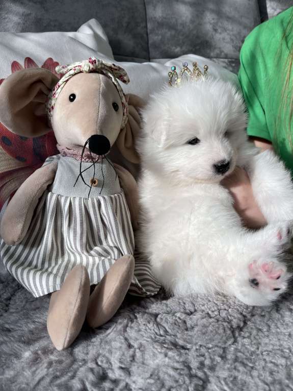 Собаки в Железногорске: Щенок самоеда Девочка, 60 000 руб. - фото 2