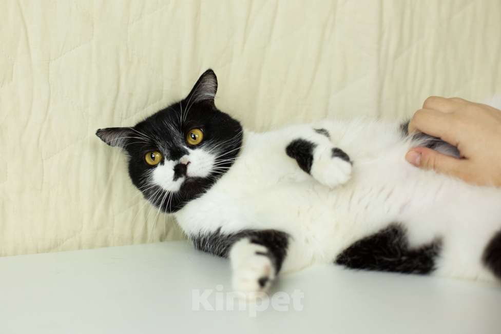 Кошки в Москве: Котик Степаша ищет мампап Мальчик, Бесплатно - фото 3