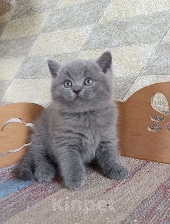 Кошки в Санкт-Петербурге: Голубой британский котенок Мальчик, 50 000 руб. - фото 3