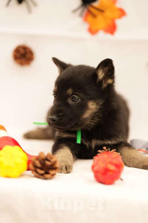 Собаки в Мурманске: Сука восточноевропейская овчарка Девочка, 60 000 руб. - фото 2