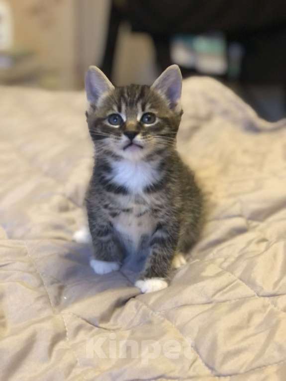Кошки в других городах Московской области: Помет Х Мальчик, 60 000 руб. - фото 1
