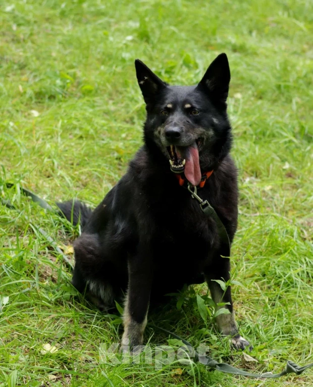 Собаки в Ногинске: Милли Девочка, Бесплатно - фото 6