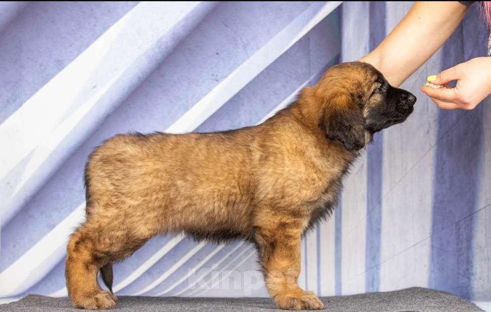Собаки в Кстово: Щенки леобнбергера Девочка, 90 000 руб. - фото 1