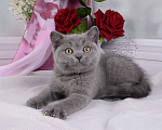 Кошки в Мурином: Британский котик голубого окраса Мальчик, 20 000 руб. - фото 1