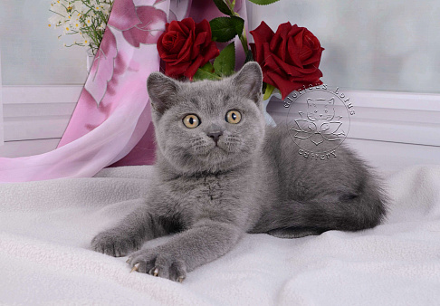 Объявление: Британский котик голубого окраса, 20 000 руб., Мурино