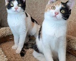 Кошки в Москве: Трехцветные котята в добрые руки  Девочка, Бесплатно - фото 5
