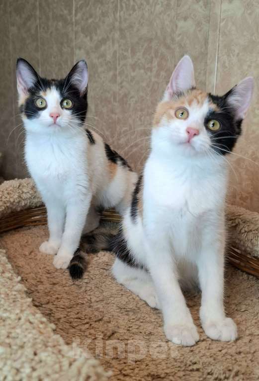 Кошки в Москве: Трехцветные котята в добрые руки  Девочка, Бесплатно - фото 5