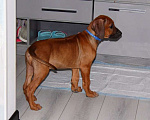 Собаки в Одинцово: Мальчик родезийский риджбек петкласс Мальчик, Бесплатно - фото 4