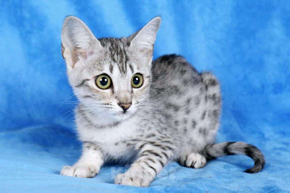 Кошки в Санкт-Петербурге: Котята SAVANNAH Ф4, Ф5 сбт Мальчик, 50 000 руб. - фото 1