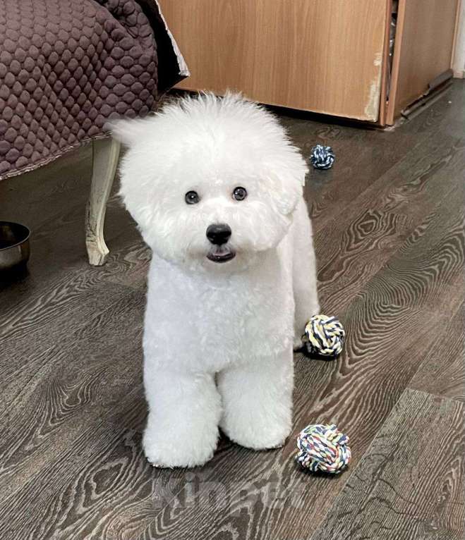 Собаки в Москве: Щенок Бишон Фризе (Барон) Мальчик, 140 000 руб. - фото 2