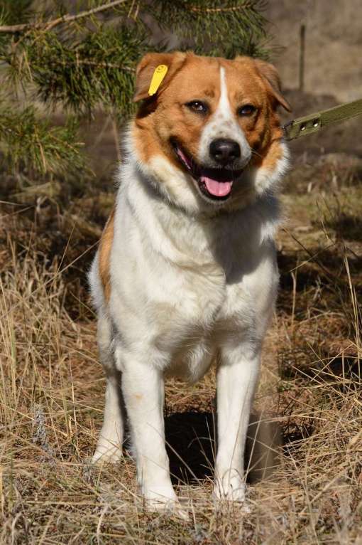 Собаки в Воронеже: Собака из приюта в поисках дома Девочка, Бесплатно - фото 2