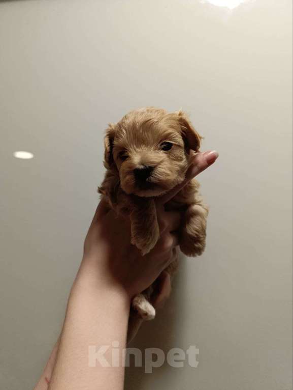 Собаки в Новосибирске: Мальтипу Мальчик, 90 000 руб. - фото 1