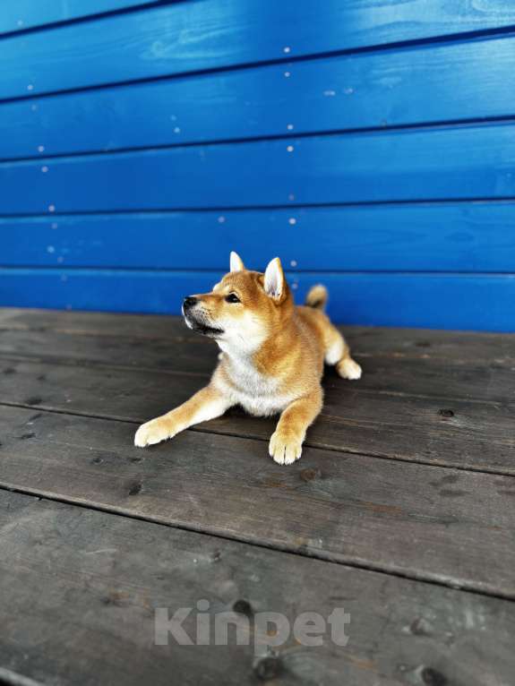 Собаки в Москве: Сладкая девочка Ринкайо Девочка, 80 000 руб. - фото 3