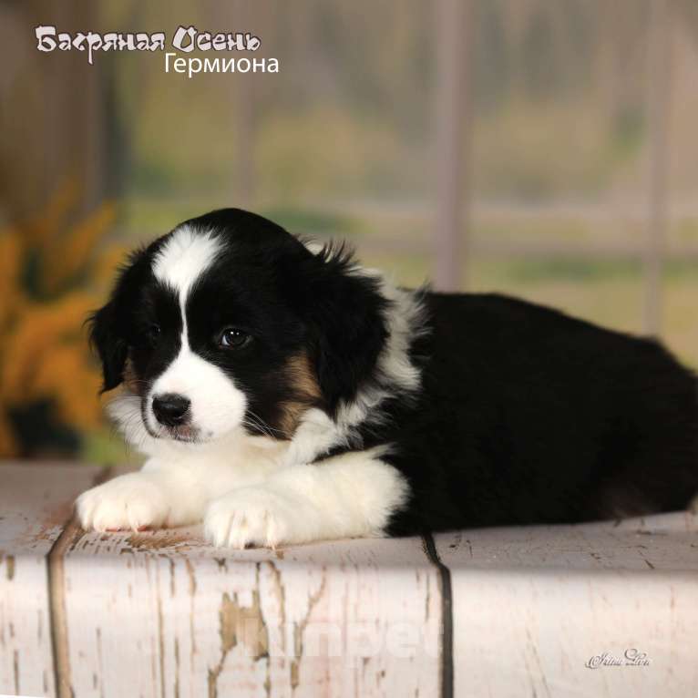 Собаки в других городах Московской области: Продается девочка миниаусси Девочка, 80 000 руб. - фото 2