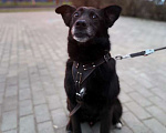 Собаки в Москве: Пристраивается пёс по имени Космос с печальной судьбой Мальчик, Бесплатно - фото 1