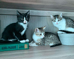 Кошки в Ливны: Котята в добрые руки, Бесплатно - фото 4