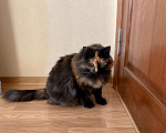 Кошки в Малоархангельске: Ласковая и Стерилизованная кошка, Бесплатно - фото 4